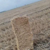کاه کلش .