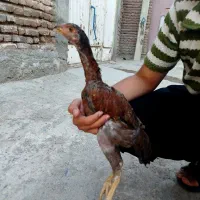 جوجه خروس لاری