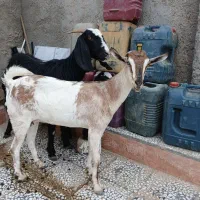 بز مری زایید ویک راس بز چینی ابستن