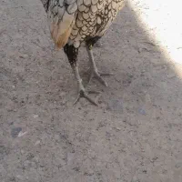 خروس سیبرایت