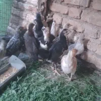 دتک گلین اصل
