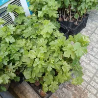 نهال انگور موندراپ