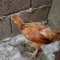 جوجه برهما دورگه