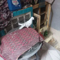 کفتر