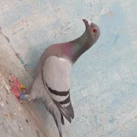پلاکی  عراق ( احمد القصاب )
