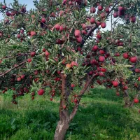 باغ سیب عندر صحرا