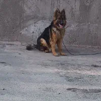 سگ ژرمن