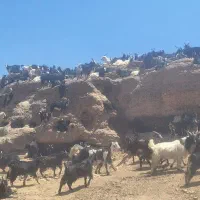 فروش بزغاله درجه یک بزغاله کوهستان