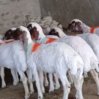 ۹ راس کاور بره
