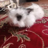 خرگوش پشمالو لوپی  بالغ