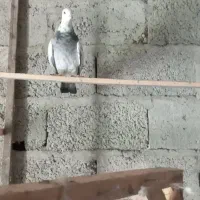 کبوتر مسافتی معاوضه