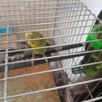 مرغ عشق نر