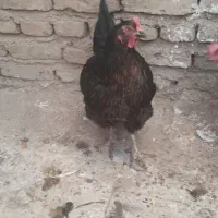 مرغ تخمگذار سالم جوان دانه ای 800