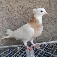 کفتر فروشی