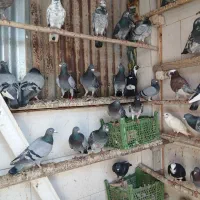 کفتر اهواز پلاکی جلاد