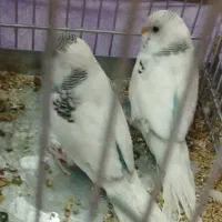 مرغ عشق