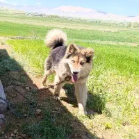 سگ هاسکی
