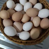 تخم مرغ محلی