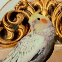 عروس هلندی از هلند