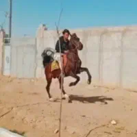 اسب ۶دانگ زیبا