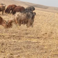 بز میان سال