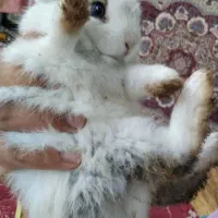 خرگوش نژاد لوپ پشمالو