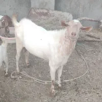 کهره نر