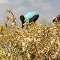 چیدن نخود چین