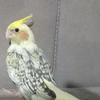 عروس هلندی ماده گل باقالی