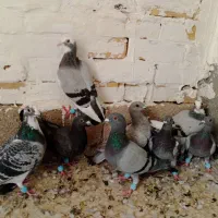 کبوتر|پرنده|گناباد, |دیوار