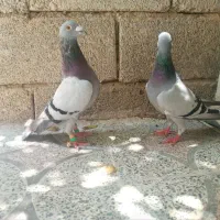 کبوتر سوز