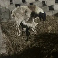 بره پاکستانی جمولی