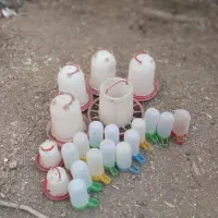 آبخوری و دانخوری مرغ،خروس،جوجه