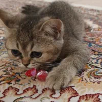 گربه بریتیش
