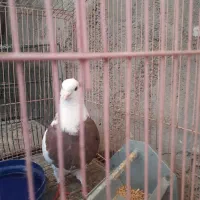 طوق سرخ نر درشت