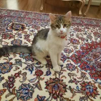 واگذاری گربه خانگی