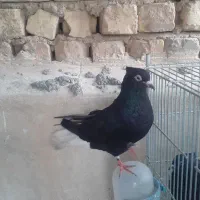 دم سفید