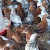 فروش جوجه نیمچه محلی