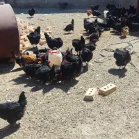 فروش مرغ تخم گذار محلی