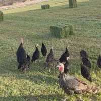 فروش  جوجه بوقلمون محلی 70روزه