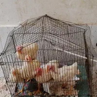 جوجه خروس