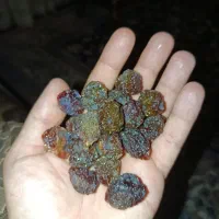 آلو خشک ترش اعلا