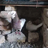 پر.نده