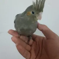 جوجه عروس هلندی دستی