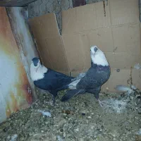 فروش کبوتر