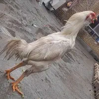 خروس لاری اصل