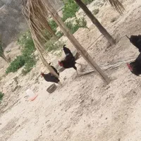 خروس|حیوانات مزرعه|اهرم, |دیوار