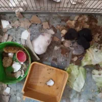 همستر|موش و خرگوش|اصفهان, بهرامآباد|دیوار