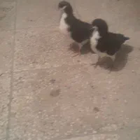فروش ۱۰ عدد کبوتر شهری