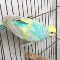 مرغ عشق ماده رینبو